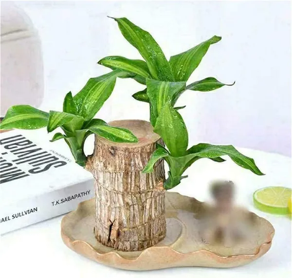 Mini_Brazil_Lucky_Wood_Hydroponic_Plant_Stump_Potted_Small_Indoor_Or_Office_Plant_Lucky_Wood_Plant_For_Bedroom_Four_Seasons