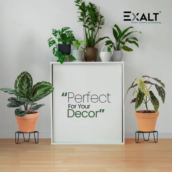 Pack_Of_5_Black_Strong_Legs_Metal_Round_Stands_For_Plant_Pot