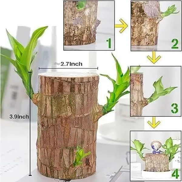 Brazilian_Lucky_Bamboo_Live_Plant_|_Good_Luck_Plant_|_Lucky_Brazil_Wood_Plant_|_Healthy_Indoor_Feng_Shui_Plant_For_Home_Decor_(Brazilian_Lucky_Bamboo)