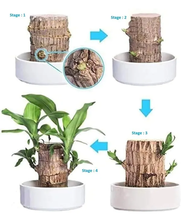 Brazilian_Lucky_Bamboo_Live_Plant_|_Good_Luck_Plant_|_Lucky_Brazil_Wood_Plant_|_Healthy_Indoor_Feng_Shui_Plant_For_Home_Decor_(Brazilian_Lucky_Bamboo)