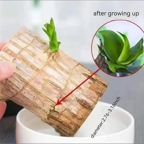 Brazilian_Lucky_Bamboo_Live_Plant_|_Good_Luck_Plant_|_Lucky_Brazil_Wood_Plant_|_Healthy_Indoor_Feng_Shui_Plant_For_Home_Decor_(Brazilian_Lucky_Bamboo)