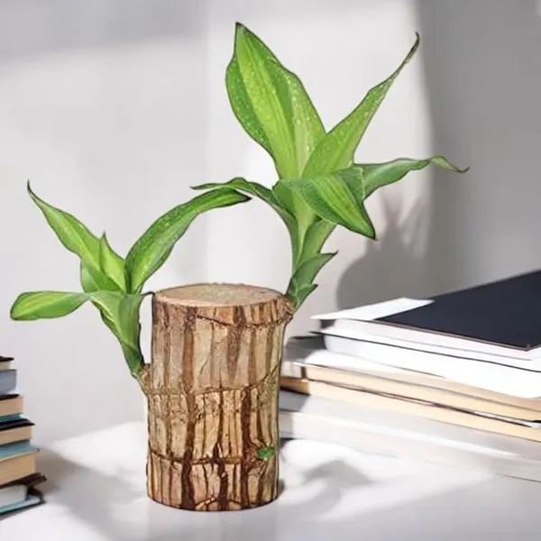 Brazilian_Lucky_Bamboo_Live_Plant_|_Good_Luck_Plant_|_Lucky_Brazil_Wood_Plant_|_Healthy_Indoor_Feng_Shui_Plant_For_Home_Decor_(Brazilian_Lucky_Bamboo)