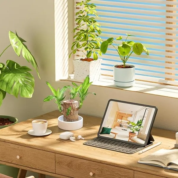 Brazilian_Lucky_Bamboo_Live_Plant_|_Good_Luck_Plant_|_Lucky_Brazil_Wood_Plant_|_Healthy_Indoor_Feng_Shui_Plant_For_Home_Decor_(Brazilian_Lucky_Bamboo)