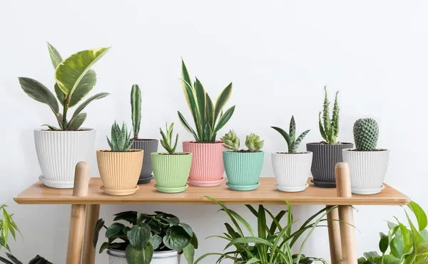 Set_of_5_Plastic_Round_Flower_Pots_for_Home_Planters,_Terrace,_Garden_Etc_|_Pack_of_05_|_Multicolor_|_Suitable_for_Home_Indoor_&_Outdoor_Gardening_Plants