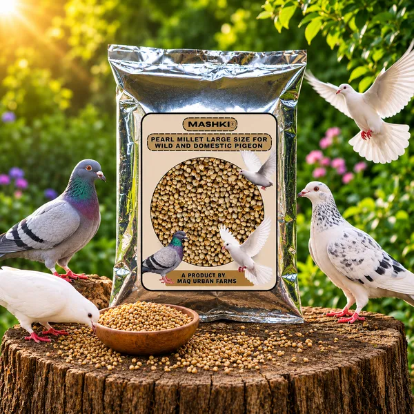 MASHKI_Pearl_Millet_(Bajra/Kambu)_–_Premium_Bird_Food_for_Adults_&_Young_Birds_|_Save_Our_Pigeons_–_Feed_With_Care