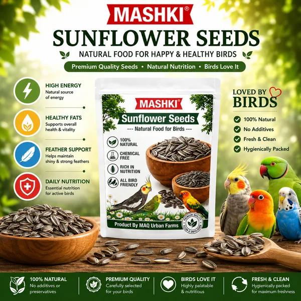 Mashki_Premium_Sunflower_Seeds_-_For_All_Birds_-_Dry_Bird_Food_For_Gray_Parrots,_Indian_Parrots,_Macaws,_Cockatoos,_And_Exotic_Birds