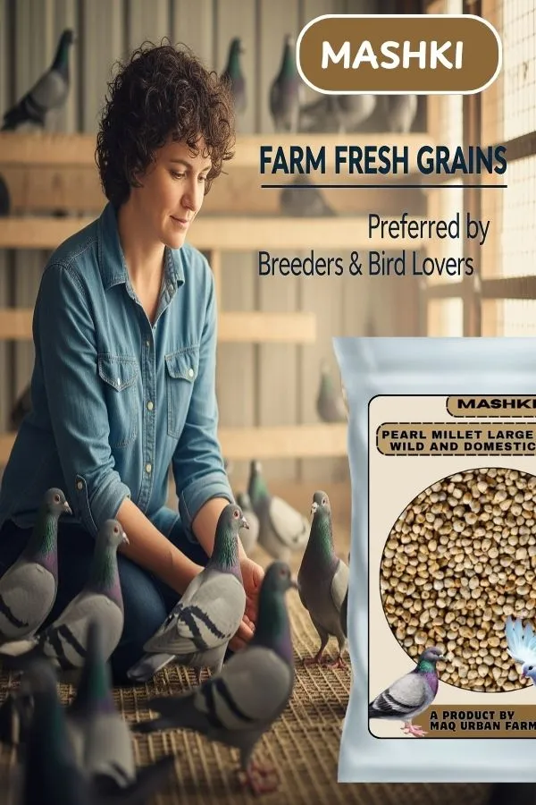 MASHKI_Pearl_Millet_(Bajra/Kambu)_–_Premium_Bird_Food_for_Adults_&_Young_Birds_|_Save_Our_Pigeons_–_Feed_With_Care