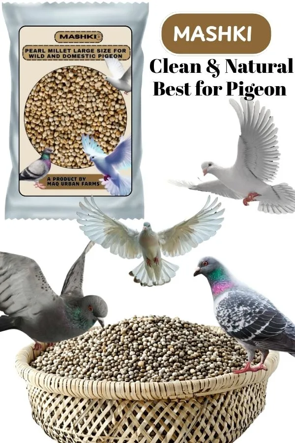 MASHKI_Pearl_Millet_(Bajra/Kambu)_–_Premium_Bird_Food_for_Adults_&_Young_Birds_|_Save_Our_Pigeons_–_Feed_With_Care