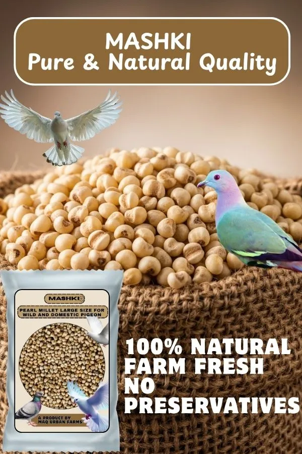 MASHKI_Pearl_Millet_(Bajra/Kambu)_–_Premium_Bird_Food_for_Adults_&_Young_Birds_|_Save_Our_Pigeons_–_Feed_With_Care