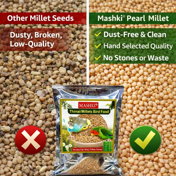 Mashki_Premium_Thinai_Kangni_Seed_-_Double_Cleaned_Korra,_Rala,_Thina,_Kang,_Kaon_Seeds,_Foxtail_Millet,_Koni_Dhaan,_Navane_Nutrition_Bird_Food_For_All_Birds