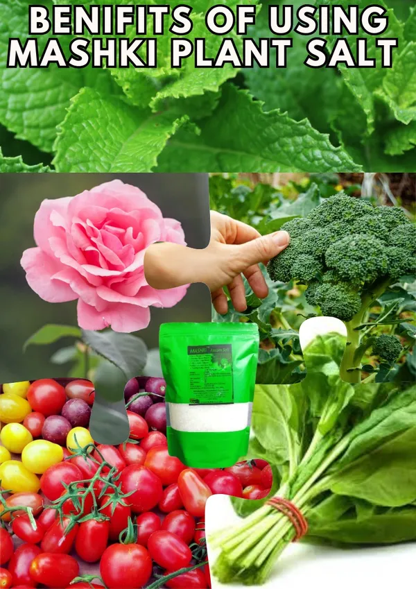 MASHKI_Natural_Epsom_Salt_for_Gardening_|_100%_Organic_Magnesium_Sulfate_Soil_Additive_|_Plant_Fertilizer_for_Lawns,_Roses,_Vegetables_&_Shrubs