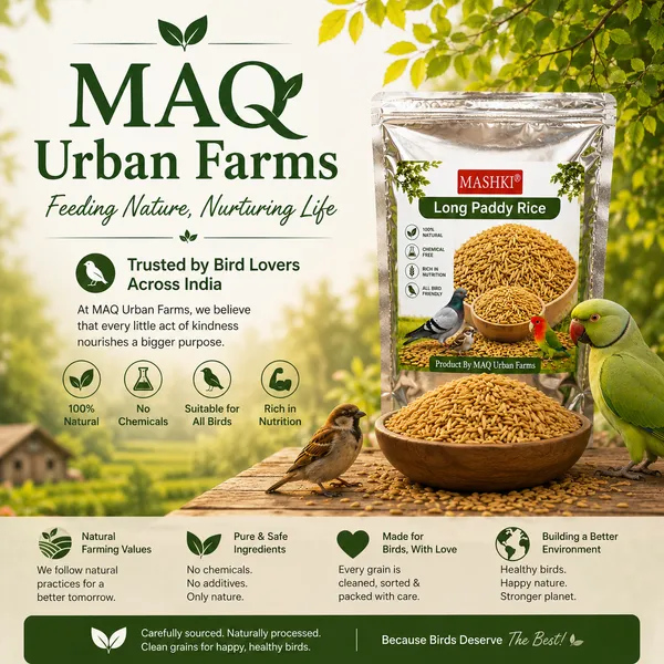 Premium_Long_Paddy_Bird_Food_|_Natural_Healthy_Grain_Feed_for_Pigeons,_Parrots_&_Pet_Birds