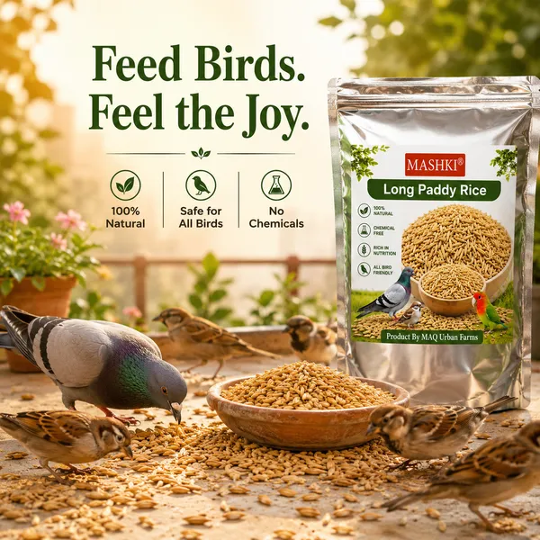 Premium_Long_Paddy_Bird_Food_|_Natural_Healthy_Grain_Feed_for_Pigeons,_Parrots_&_Pet_Birds