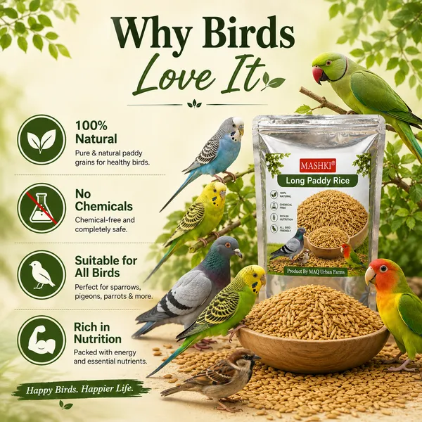 Premium_Long_Paddy_Bird_Food_|_Natural_Healthy_Grain_Feed_for_Pigeons,_Parrots_&_Pet_Birds