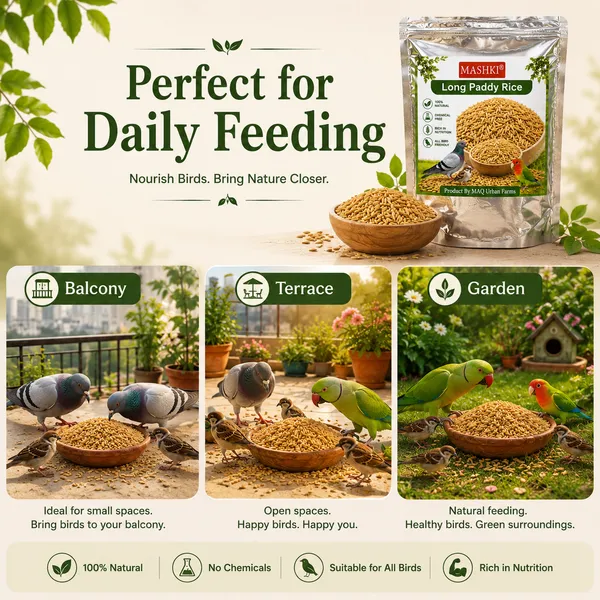 Premium_Long_Paddy_Bird_Food_|_Natural_Healthy_Grain_Feed_for_Pigeons,_Parrots_&_Pet_Birds