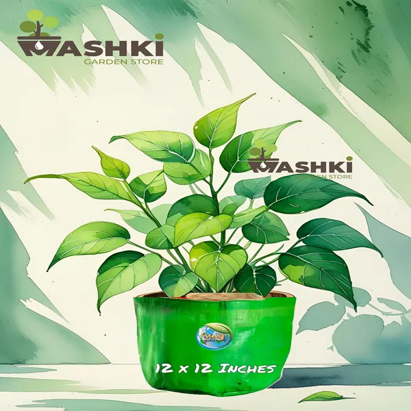 MASHKI_12x12_Inch_HDPE_Grow_Bags_for_Terrace_Gardening_–_UV_Stabilized_Plant_Bags_for_Vegetables_&_Flowers_(Green)