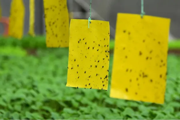 Sticky_Pest_Control_Pads_for_Plants_|_Chemical-Free_Insect_Trap_for_Garden,_Balcony_&_Indoor_Use