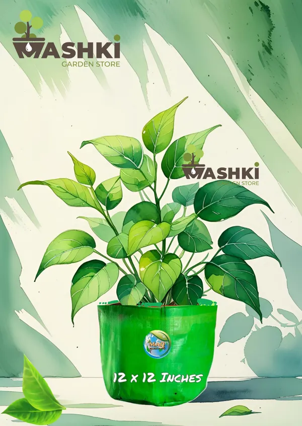 Mashki®_Beginner’s_Grow_Kit_-_2_Complete_Home_Gardening_Set_with_3_Grow_Bags,_Cocopeat,_Vermicompost_&_Organic_Nutrients