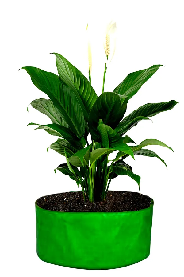 24x12_Inch_HDPE_Grow_Bag_for_Vegetables_|_Terrace_Gardening_|_Pack_of_1,_3_&_5