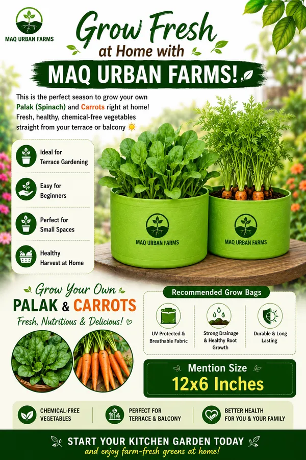 MAQ_12x6_Inches_Grow_Bags_For_Terrace_Gardening_-_240_Gsm,_Specially_Designed_For_Growing_Carrot,_Radish,_Spinach,_Mint,_Coriander,_Fenugreek,_And_More