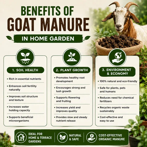 MASHKI_Premium_Goat_Manure_Fertilizer_-_3X_More_Nitrogen_|_100%_Organic_Compost_for_Home_Plants_&_Gardens