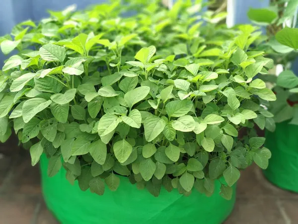 Pack_of_5,_10,_&_20_for_18"x6"_UV_Protectio_Grow_Bags_For_Terrace_Gardening_-_240_Gsm,_Specially_Designed_For_Growing_Spinach,_Mint,_Coriander,_Fenugreek,_And_More