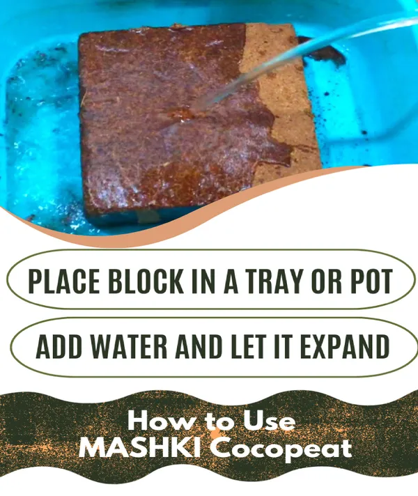 5Kg_Cocopeat_Block_Natural_And_Organic_Coco_peat_(Coirpith_Or_Coco_Fibre_Or_Coco_Peat)_For_Home_Gardening,_Kitchen_Garden_And_Hydroponics_Farming_Manure