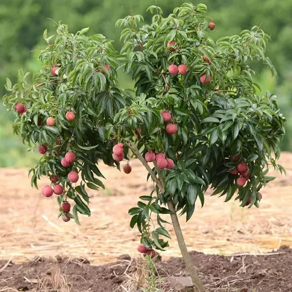 Chinensis_Litchi_Layering/Grafted_Fruit_Live_Plant_(1.5-2_Feet_Height)
