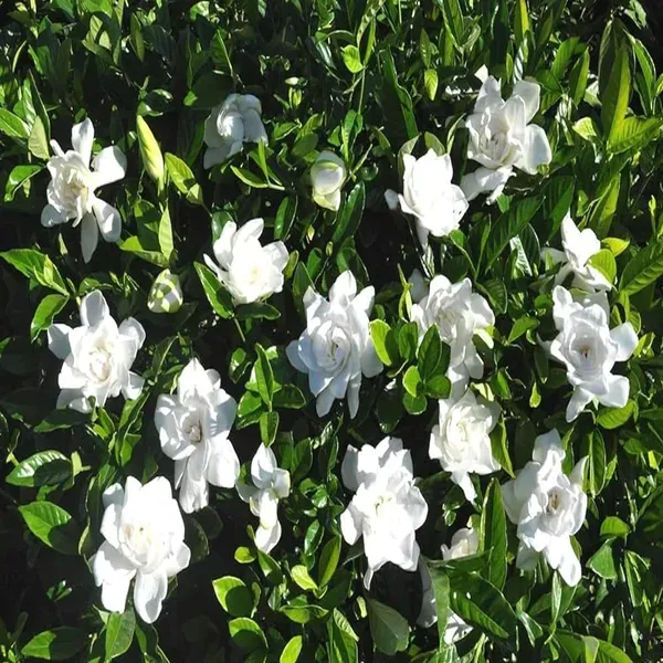Gardenia_Gandharaj_Cape_Jasmine_Highly_Fra_rant_Shrubs_Flower_Live_Plant_(1-2_Feet_Height)