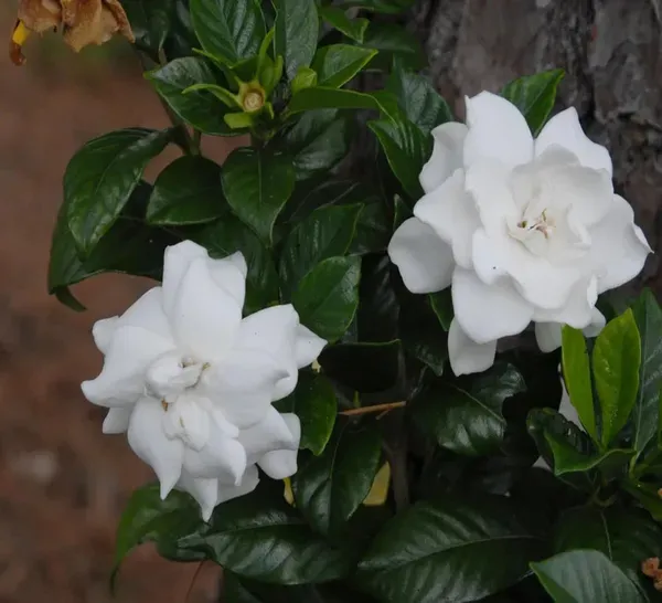 Gardenia_Gandharaj_Cape_Jasmine_Highly_Fra_rant_Shrubs_Flower_Live_Plant_(1-2_Feet_Height)