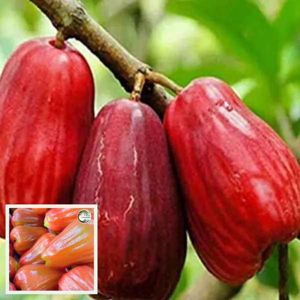 I love Nursery Jambu King Kong Wax Apple Water Layering/Grafted Fruit