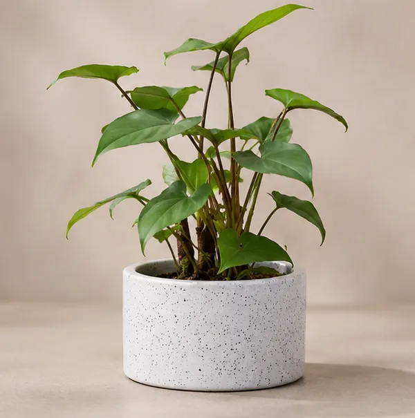 Homalomena_Rubescens_Maggy_Glossy_Heart-Leaf_Indoor_Live_Plant