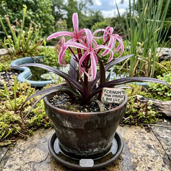 Crinum_Menehune_Red_Bog_Lily_Burgundy_Foliage_Live_Plant