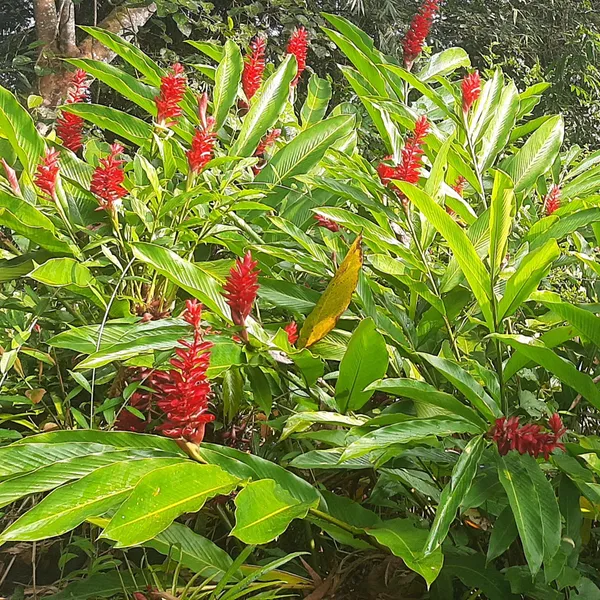 Alpinia_Purpurata_Red_Ginger_Tropical_Live_Plant