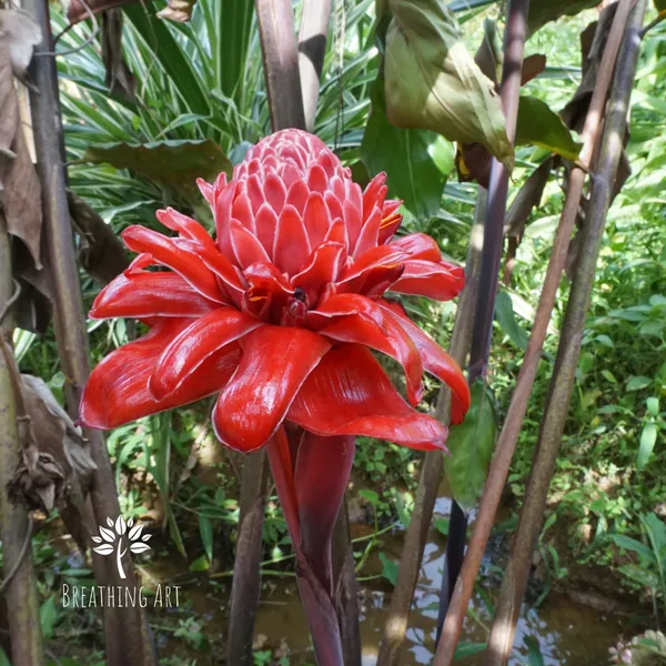 Torch_Ginger_Red_Etlingera_Elatior_Tropical_Live_Plant