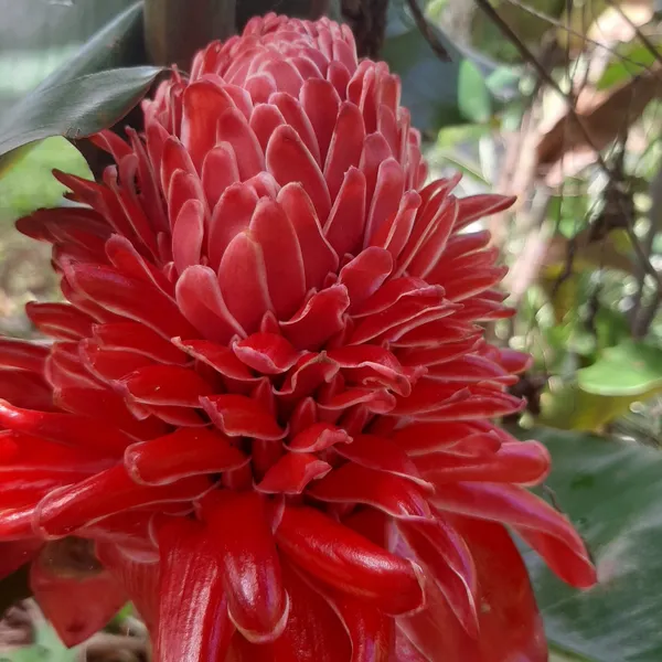 Torch_Ginger_Red_Etlingera_Elatior_Tropical_Live_Plant