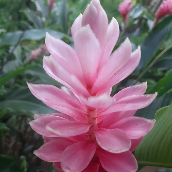 Pink_Ginger_Alpinia_Purpurata_Tropical_Flowering_Live_Plant