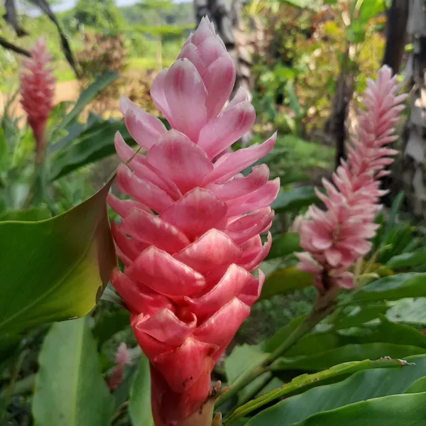 Pink_Ginger_Alpinia_Purpurata_Tropical_Flowering_Live_Plant