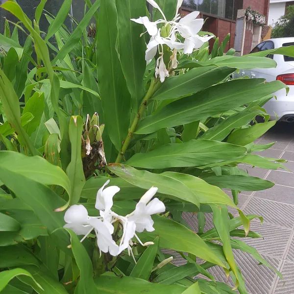 White_Butterfly_Ginger_Hedychium_Coronarium_Fragrant_Live_Plant