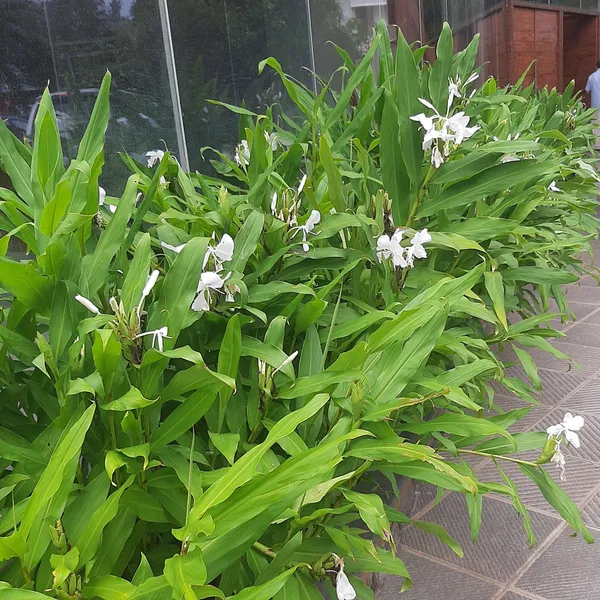 White_Butterfly_Ginger_Hedychium_Coronarium_Fragrant_Live_Plant