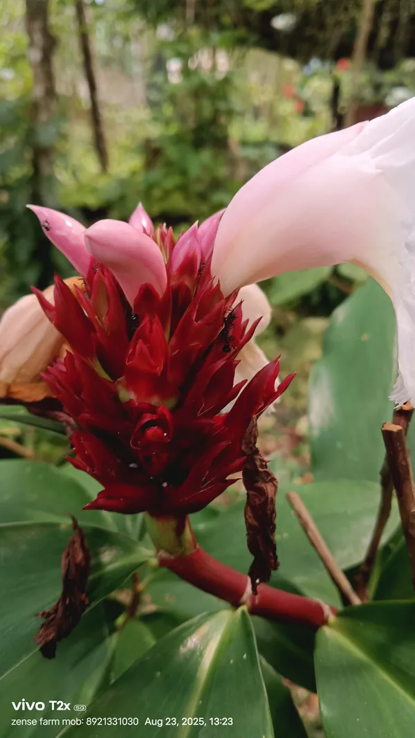 Costus_Speciosus_Crepe_Ginger_White_Bloom_Live_Plant