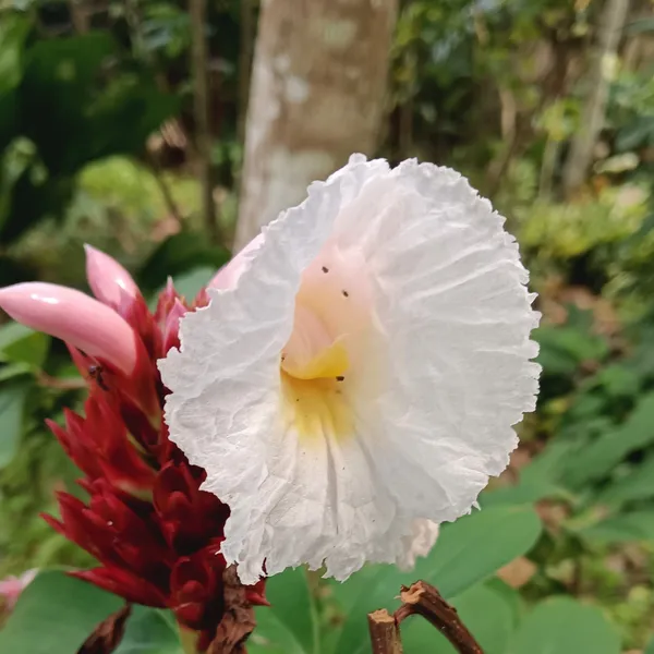 Costus_Speciosus_Crepe_Ginger_White_Bloom_Live_Plant
