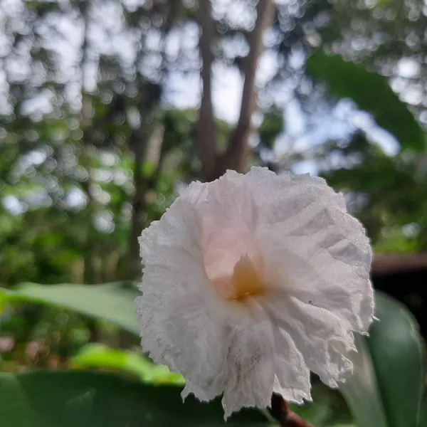 Costus_Speciosus_Crepe_Ginger_White_Bloom_Live_Plant