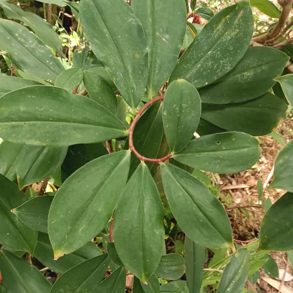 Costus_Speciosus_Crepe_Ginger_White_Bloom_Live_Plant