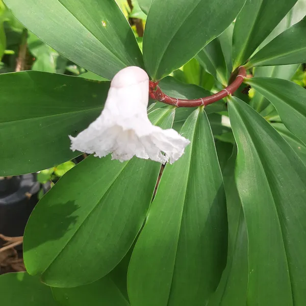 Costus_Speciosus_Crepe_Ginger_White_Bloom_Live_Plant