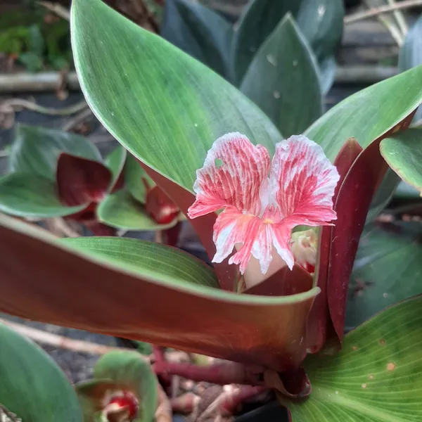 Costus_Erythrophyllus_Blood_Red_Spiral_Ginger_Live_Plant