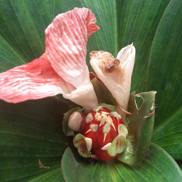 Costus_Erythrophyllus_Blood_Red_Spiral_Ginger_Live_Plant