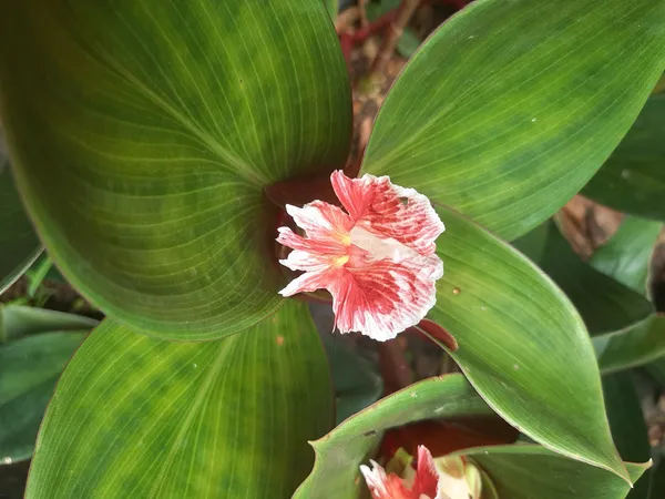 Costus_Erythrophyllus_Blood_Red_Spiral_Ginger_Live_Plant