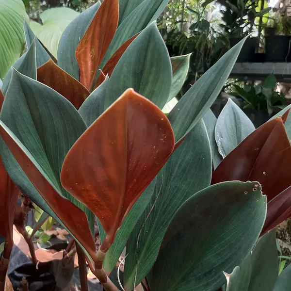 Costus_Erythrophyllus_Blood_Red_Spiral_Ginger_Live_Plant