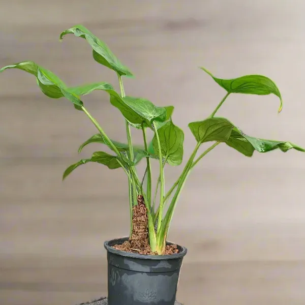 Alocasia_Cucullata_Hooded_Dwarf_Elephant_Ear_Live_Plant